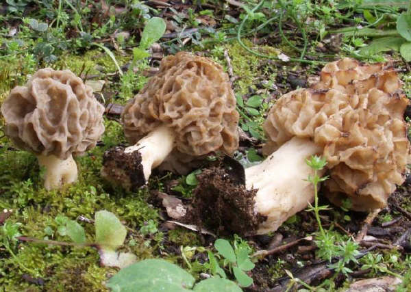  Image name: Morchella_rotunda10.jpg 
 width: 600 pixel 
 height: 427 pixel 
 Size: 62276 bytes 
 Click to enlarge 